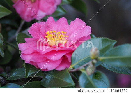 Beautiful camellia (Camellia sasanqua) Beautiful camellia (Camellia sasanqua) 133661712