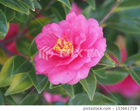Beautiful camellia (Camellia sasanqua) 133661719