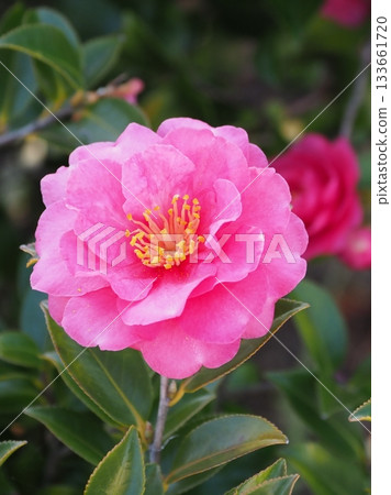 Beautiful camellia (Camellia sasanqua) 133661720