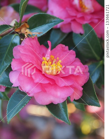 美麗的茶梅(Camellia sasanqua) 美麗的茶梅(Camellia sasanqua) 133661721