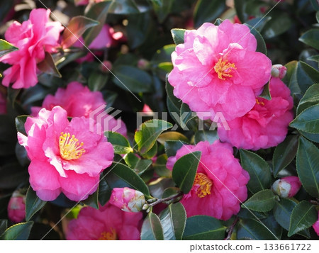 美麗的茶梅(Camellia sasanqua) 美麗的茶梅(Camellia sasanqua) 133661722