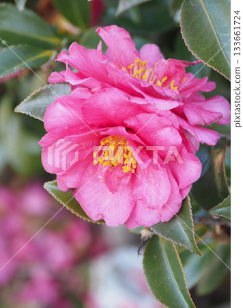 Beautiful camellia (Camellia sasanqua) Beautiful camellia (Camellia sasanqua) 133661724
