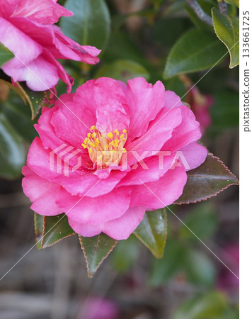 美麗的茶梅（Camellia sasanqua） 133661725