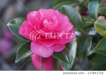 美麗的茶梅(Camellia sasanqua) 美麗的茶梅(Camellia sasanqua) 133661726