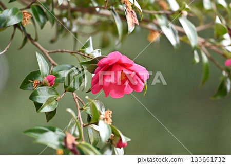 Beautiful camellia (Camellia sasanqua) 133661732