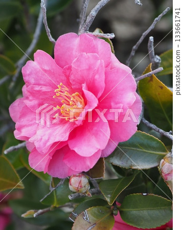 Beautiful camellia (Camellia sasanqua) 133661741
