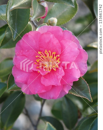 Beautiful camellia (Camellia sasanqua) Beautiful camellia (Camellia sasanqua) 133661742