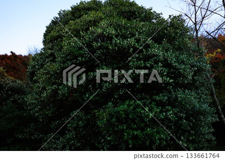 桂花樹 桂花樹 133661764