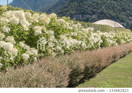 A long row of blooming white bushes stretches across a sunny landscape with distant mountains and green fields. Peaceful nature scenery full of fresh summer colors and open space 133662821