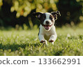 Cute happy dog playing and running outdoors facing the camera 133662991