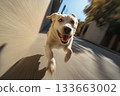 Cute happy dog playing and running towards the camera with motion effect 133663002