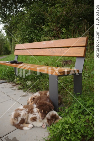 Dog Resting by Park Bench Dog Resting by Park Bench 133663258