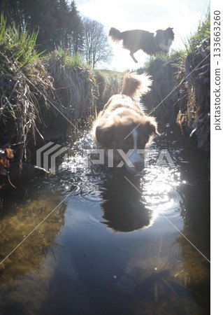 Dog Shaking Off Water Outdoors with Sun Flare 133663260