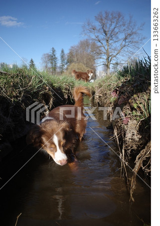 Australian Shepherd Dog Standing in Water 133663262
