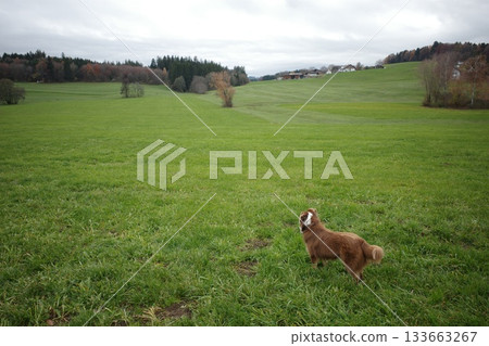 Dog in Green Field on Overcast Day 133663267