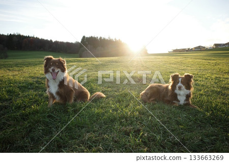 Two Australian Shepherds in Sunny Green Field Two Australian Shepherds in Sunny Green Field 133663269