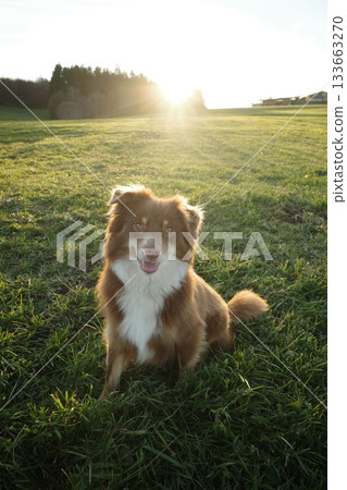 Happy Australian Shepherd Dog in Sunny Green Field Happy Australian Shepherd Dog in Sunny Green Field 133663270