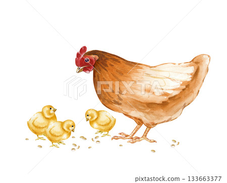 Brown hen mom with newborn chicks peck grain. Watercolor illustration in natural colors. A chicken family on an isolated background. Realistic poultry yard clipart for the design of farm products and Brown hen mom with newborn chicks peck grain. Watercolor illustration in natural colors. A chicken family on an isolated background. Realistic poultry yard clipart for the design of farm products and 133663377