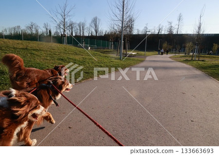 Three dogs are running down a path with a red leash 133663693