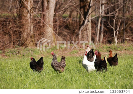 A group of chickens are standing in a grassy field 133663704
