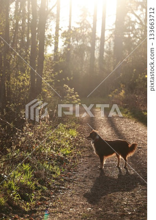 A dog is standing on a dirt road in a forest A dog is standing on a dirt road in a forest 133663712