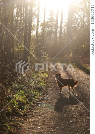 A dog is standing on a dirt road in a forest A dog is standing on a dirt road in a forest 133663713