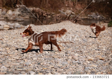 Two dogs are running on a rocky beach Two dogs are running on a rocky beach 133663721