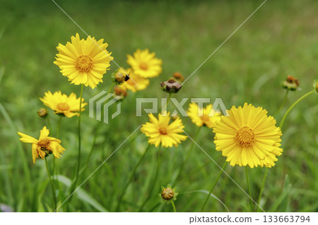Coreopsis lanceolata (specified invasive species) in June Coreopsis lanceolata (specified invasive species) in June 133663794