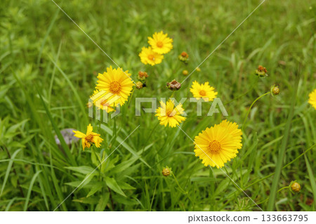 Coreopsis lanceolata (specified invasive species) in June Coreopsis lanceolata (specified invasive species) in June 133663795