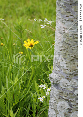 Cherry tree trunk and goldenrod Cherry tree trunk and goldenrod 133663796