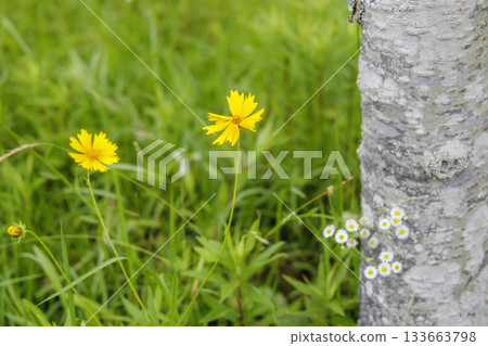 櫻桃樹幹與金雞菊 133663798