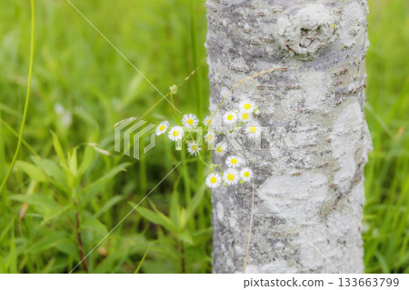 櫻桃樹幹和雛菊 133663799