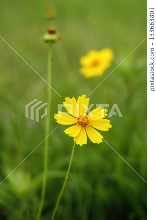 六月的金雞菊（Coreopsis lanceolata，指定入侵種） 133663801