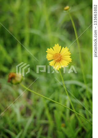 Coreopsis lanceolata (specified invasive species) in June Coreopsis lanceolata (specified invasive species) in June 133663802