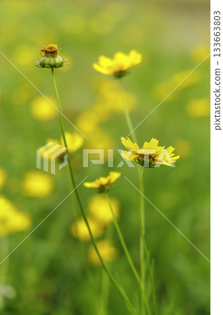Coreopsis lanceolata (specified invasive species) in June 133663803