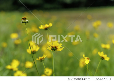 六月的金雞菊(Coreopsis lanceolata,指定入侵種) 六月的金雞菊(Coreopsis lanceolata,指定入侵種) 133663804