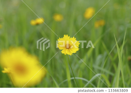 Coreopsis lanceolata (specified invasive species) in June 133663809
