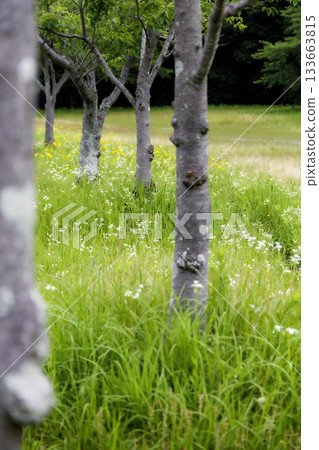 櫻桃樹幹和草 133663815