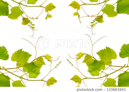 Grape Vine Shoots and Leaves Frame with Copy Space 133663841