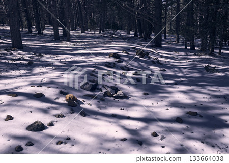 A winter landscape of snow-filled forest A winter landscape of snow-filled forest 133664038
