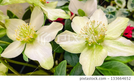 Macro view of beautiful white and pale green Hellebore flowers with bright yellow stamens Macro view of beautiful white and pale green Hellebore flowers with bright yellow stamens 133664652