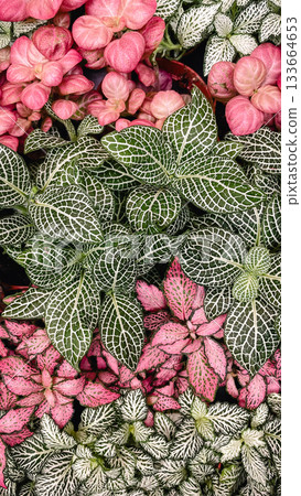 Variety of vibrant Fittonia nerve plants with striking pink, green, and white patterned foliage creating a dense background Variety of vibrant Fittonia nerve plants with striking pink, green, and white patterned foliage creating a dense background 133664653