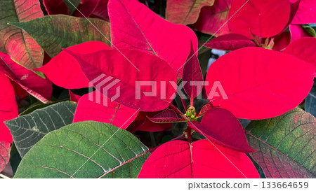 Vibrant red and green poinsettia leaves in a macro shot, perfect for Christmas and holiday themes 133664659