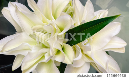 Close up of lush, white double lily petals with a striking dark green leaf for an elegant, pristine floral background Close up of lush, white double lily petals with a striking dark green leaf for an elegant, pristine floral background 133664686