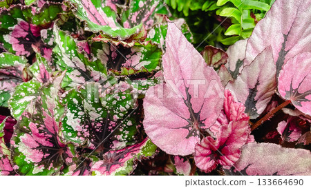 Macro texture of vibrant Begonia Rex leaves with striking pink, green, and silver patterns. Macro texture of vibrant Begonia Rex leaves with striking pink, green, and silver patterns. 133664690