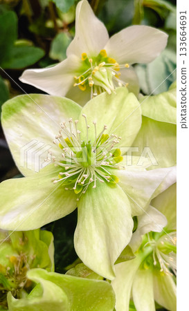 Macro view of beautiful white and pale green Hellebore flowers with bright yellow stamens 133664691