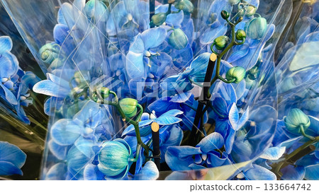 Intense blue Phalaenopsis orchids and buds packaged in plastic, creating a vibrant floral display Intense blue Phalaenopsis orchids and buds packaged in plastic, creating a vibrant floral display 133664742