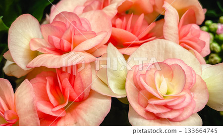 Lush macro image of pink and peach Begonia Elatior flowers with delicate, layered petals 133664745
