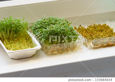 Cress in a makeshift pot standing on windowsil 133664834