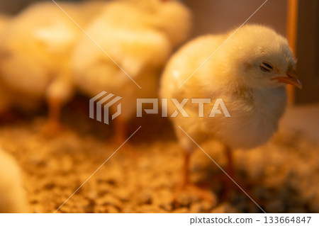 A chick sleeping standing up with its eyes closed A chick sleeping standing up with its eyes closed 133664847